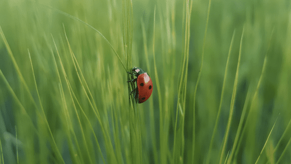 Ladybug in grass